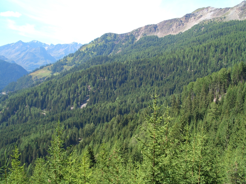 Stazione di vigilanza forestale  Moso in Passiria