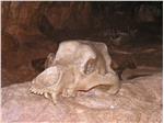 Cranio dell’Ursus ladinicus